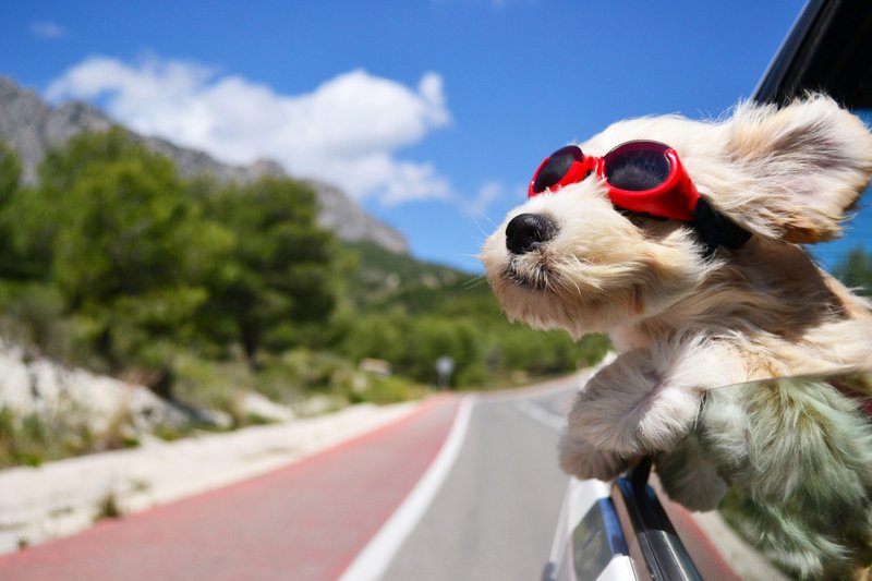 Dog