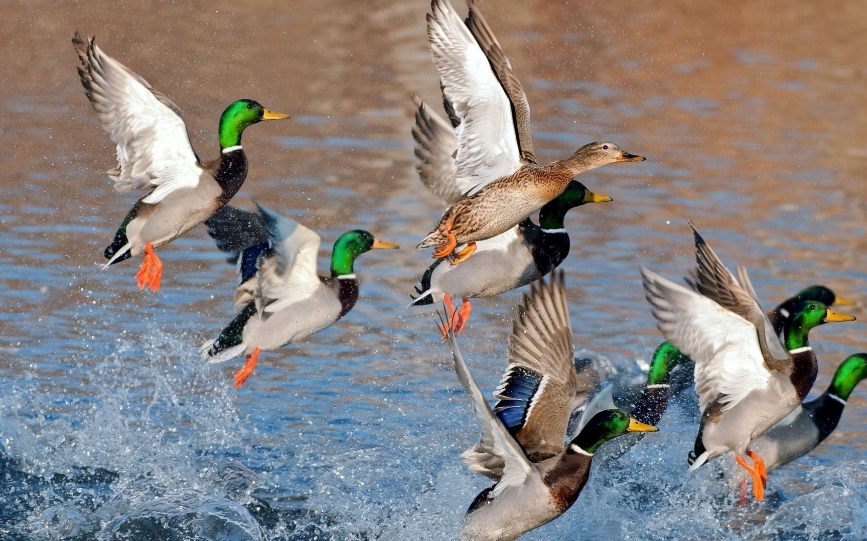Duck Wallpaper.jpg