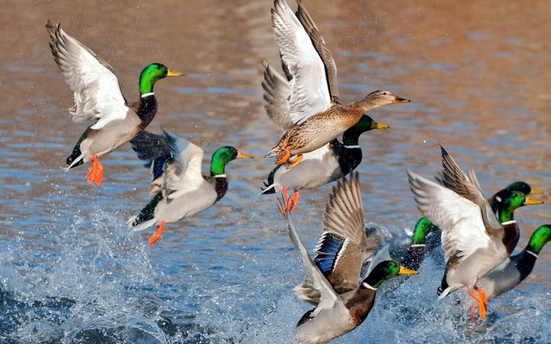 Duck