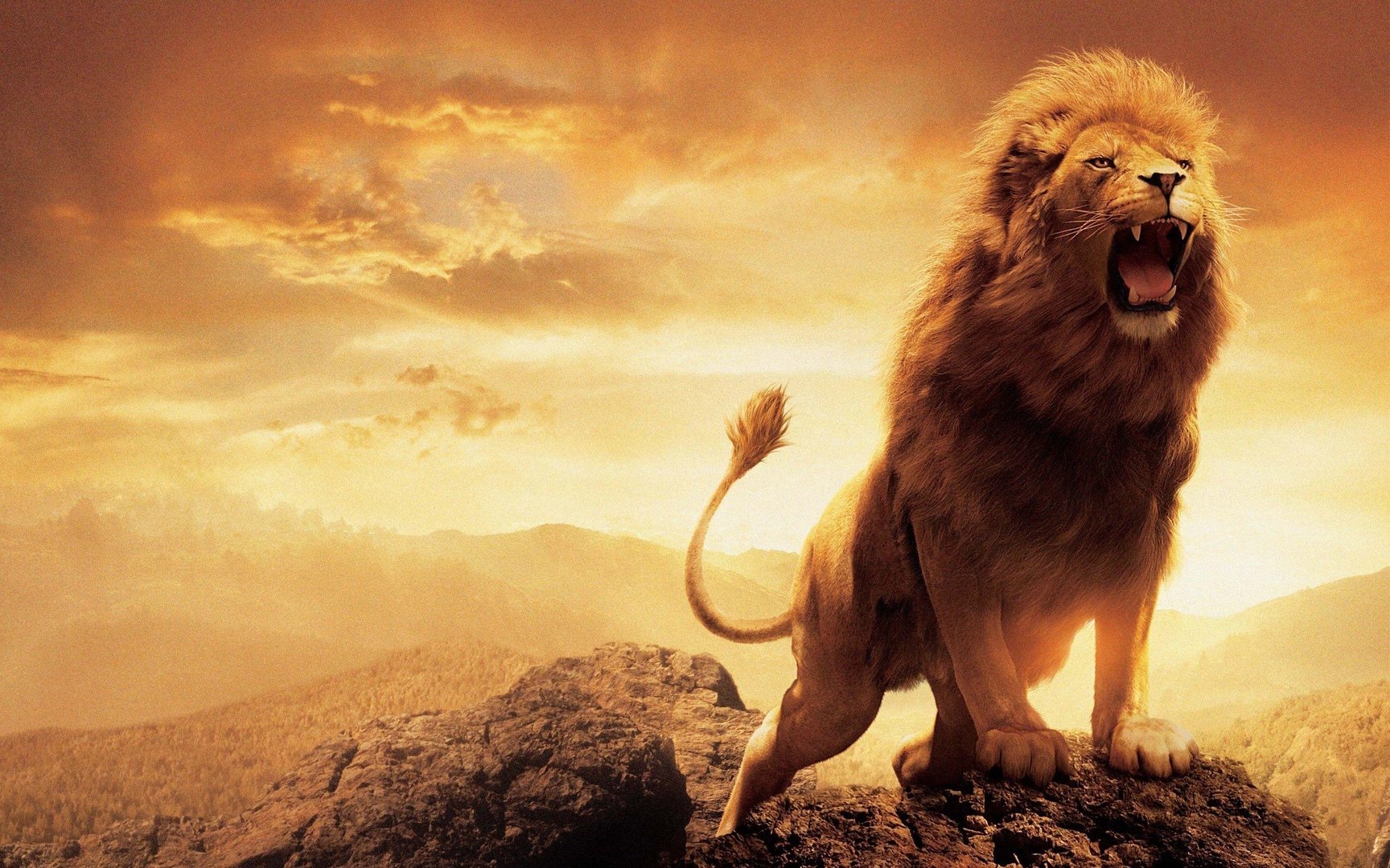 Lion Wallpapers.jpg