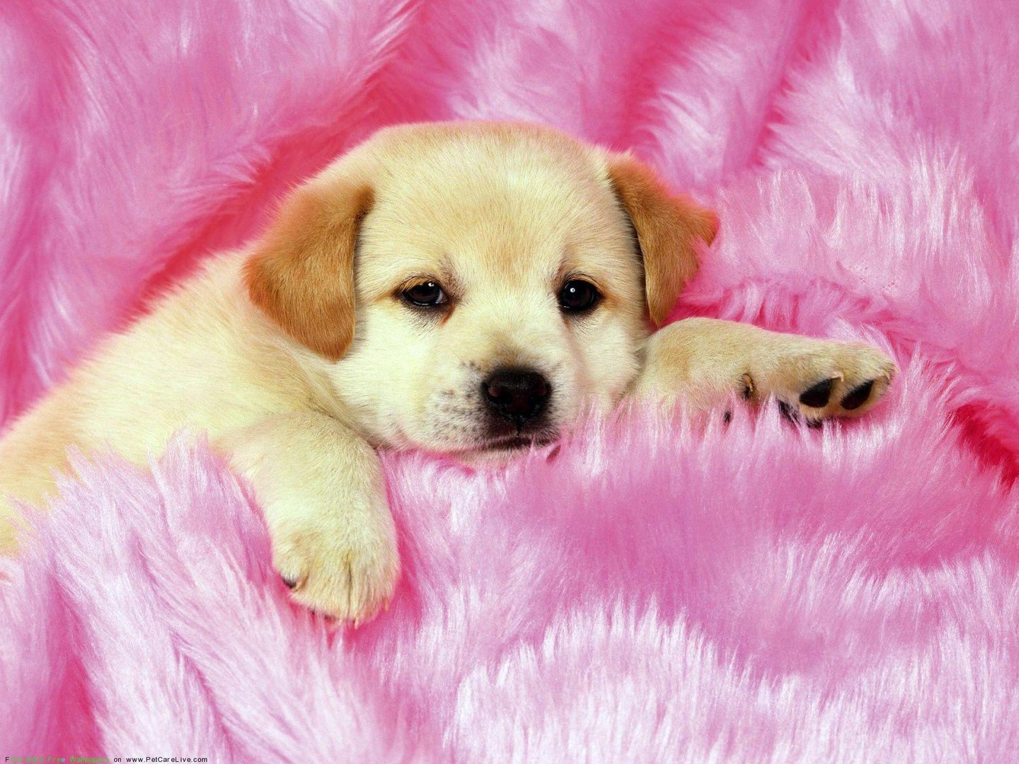Cute Puppy Wallpapers.jpg