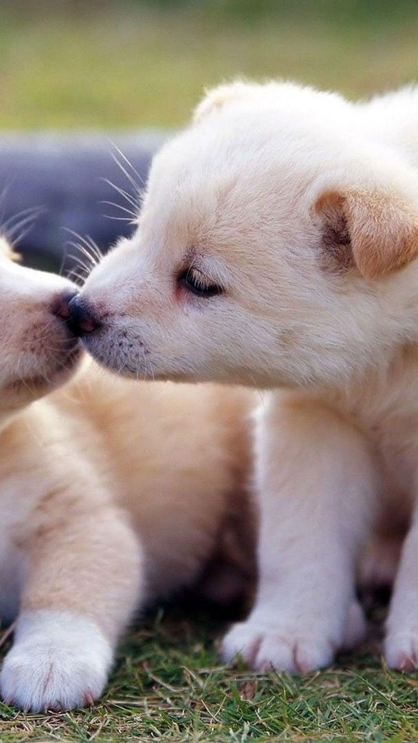 Puppy wallpaper.jpg