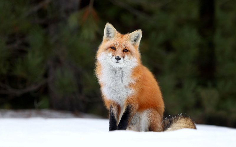 Fox
