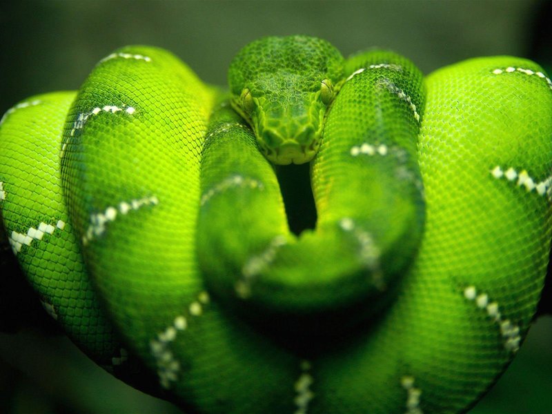 Cool Snake