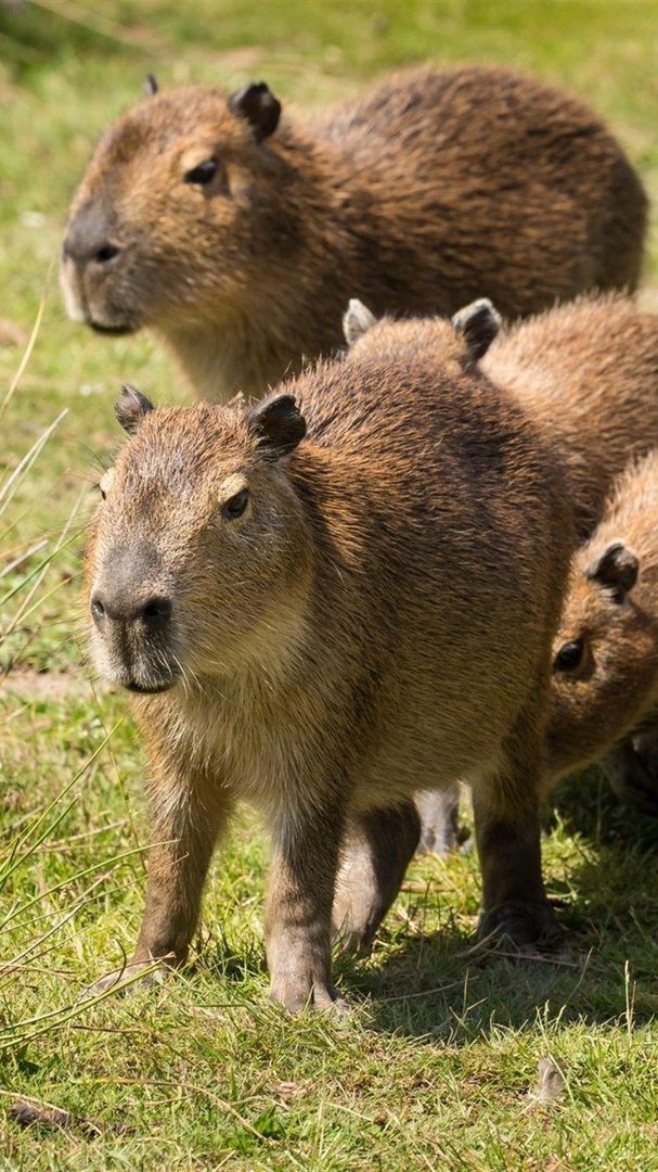 Cute Capybara pictures.jpg