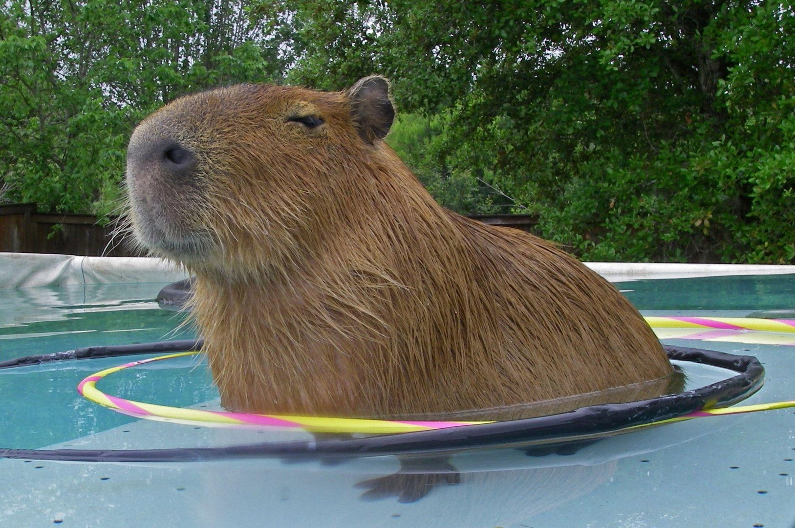 Cute Capybara picture.jpg