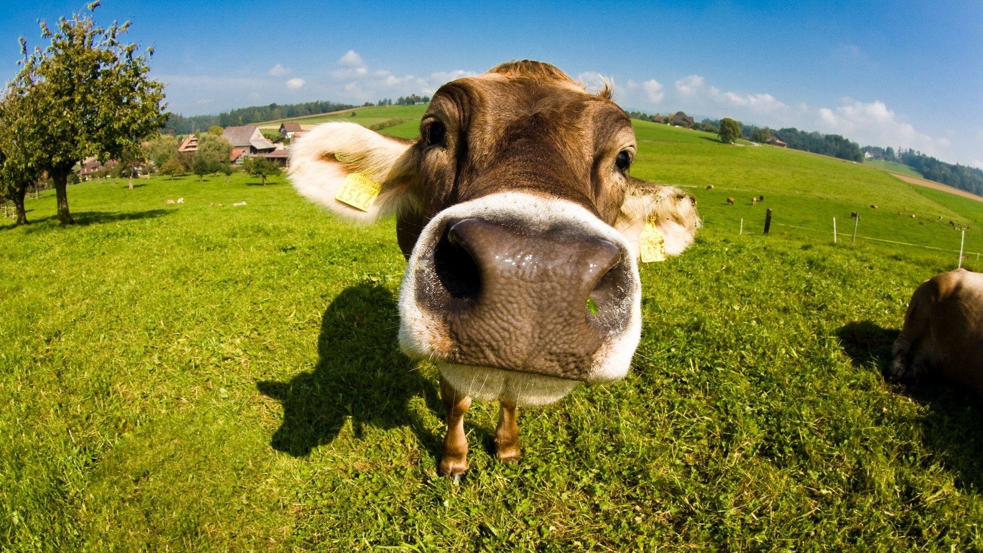 Cute Cow wallpapers.jpg