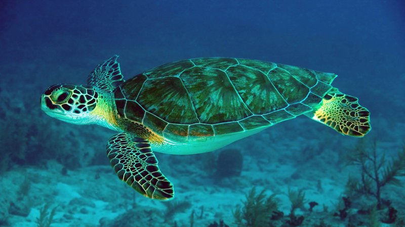Turtle