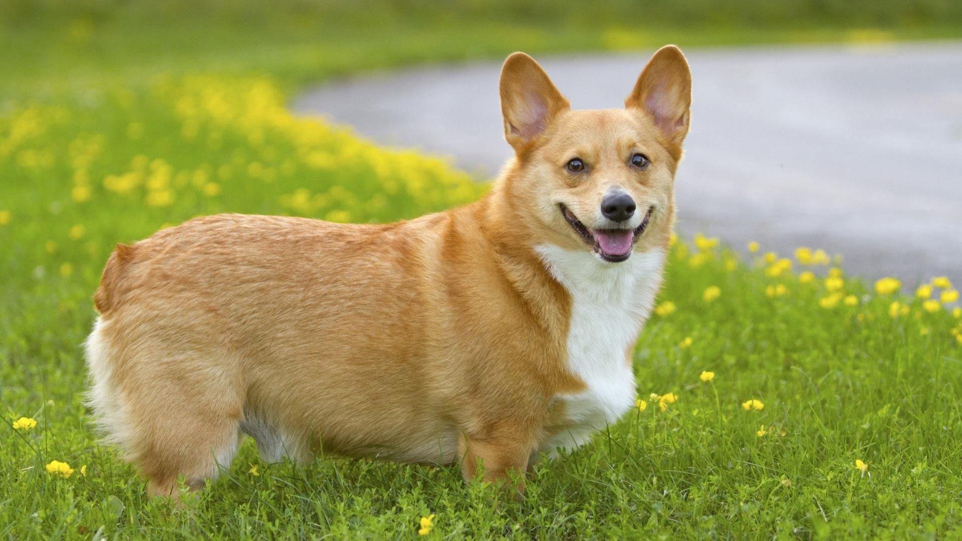 Corgi wallpaper.jpg