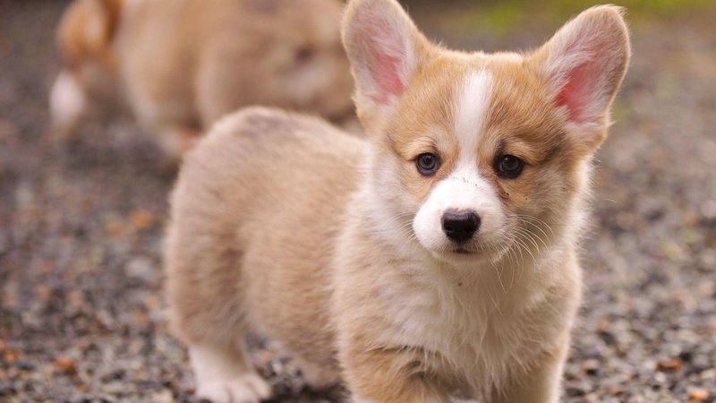 Corgi