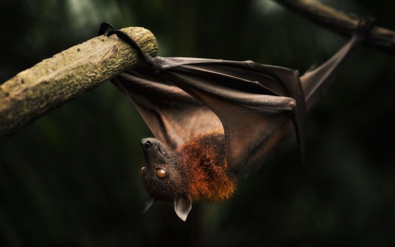 Bat