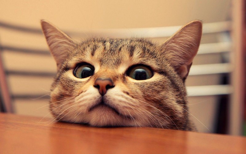 Funny Cat