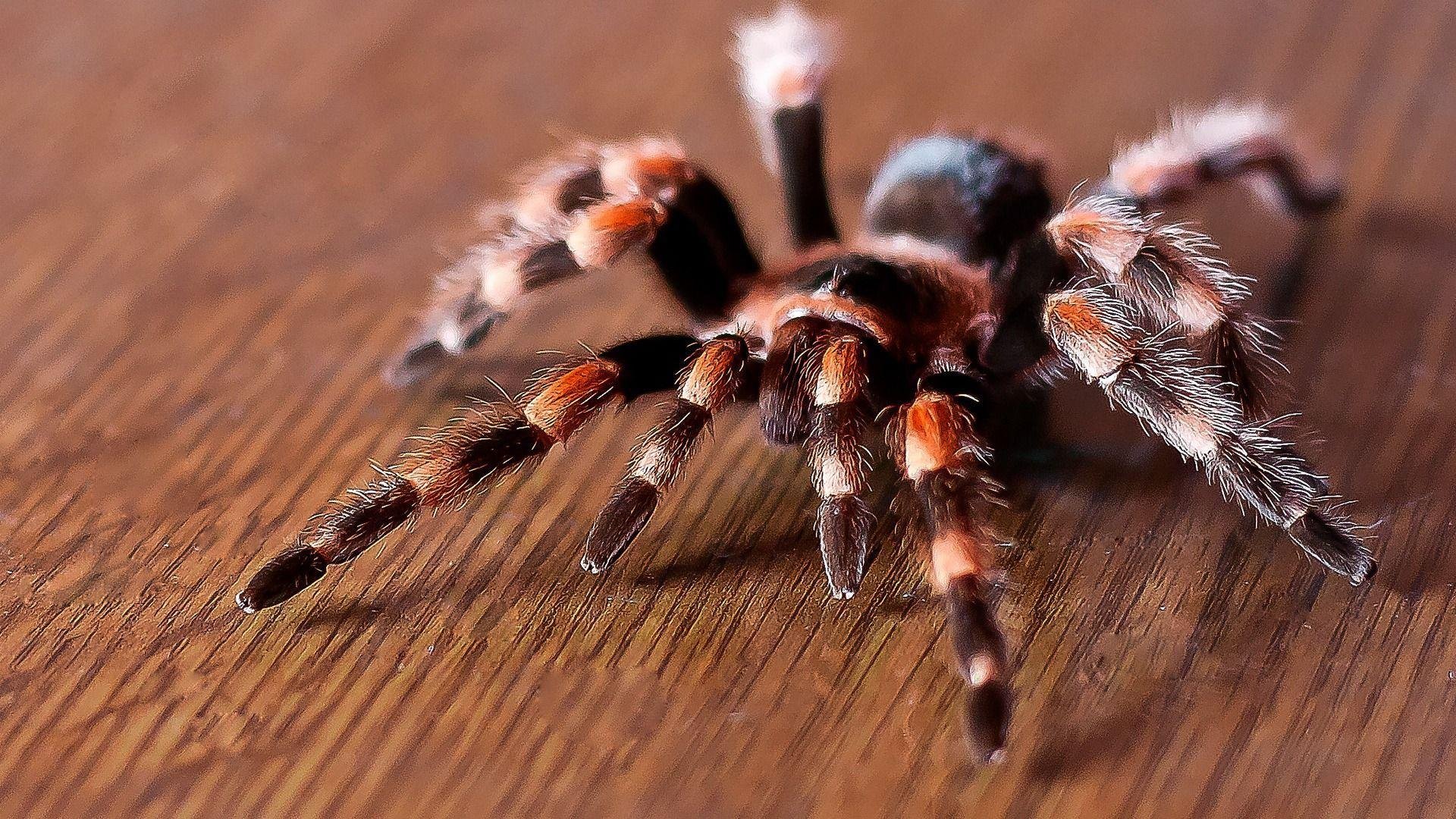 Spider pics.jpg