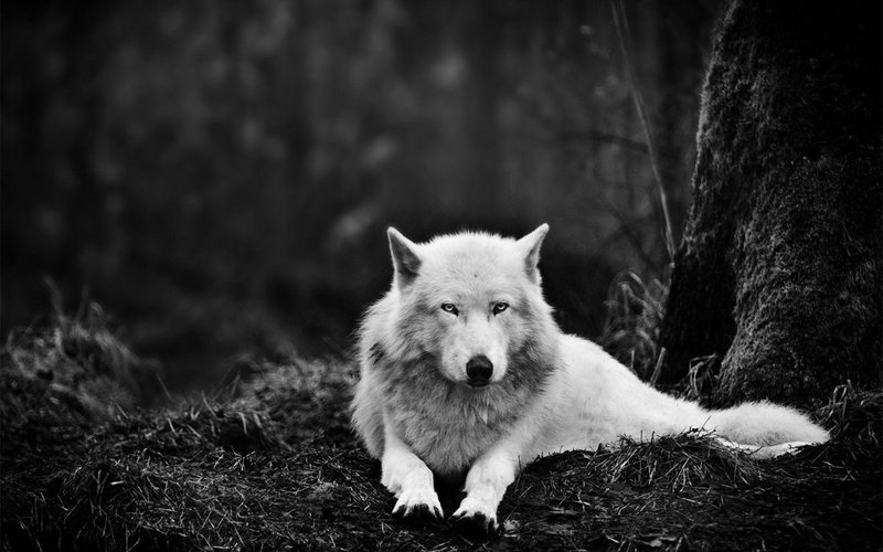 Black Wolf