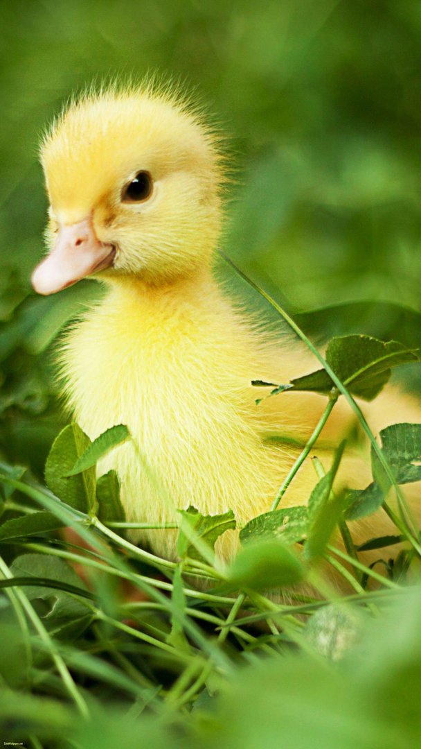 Cute Duck Wallpaper.jpg