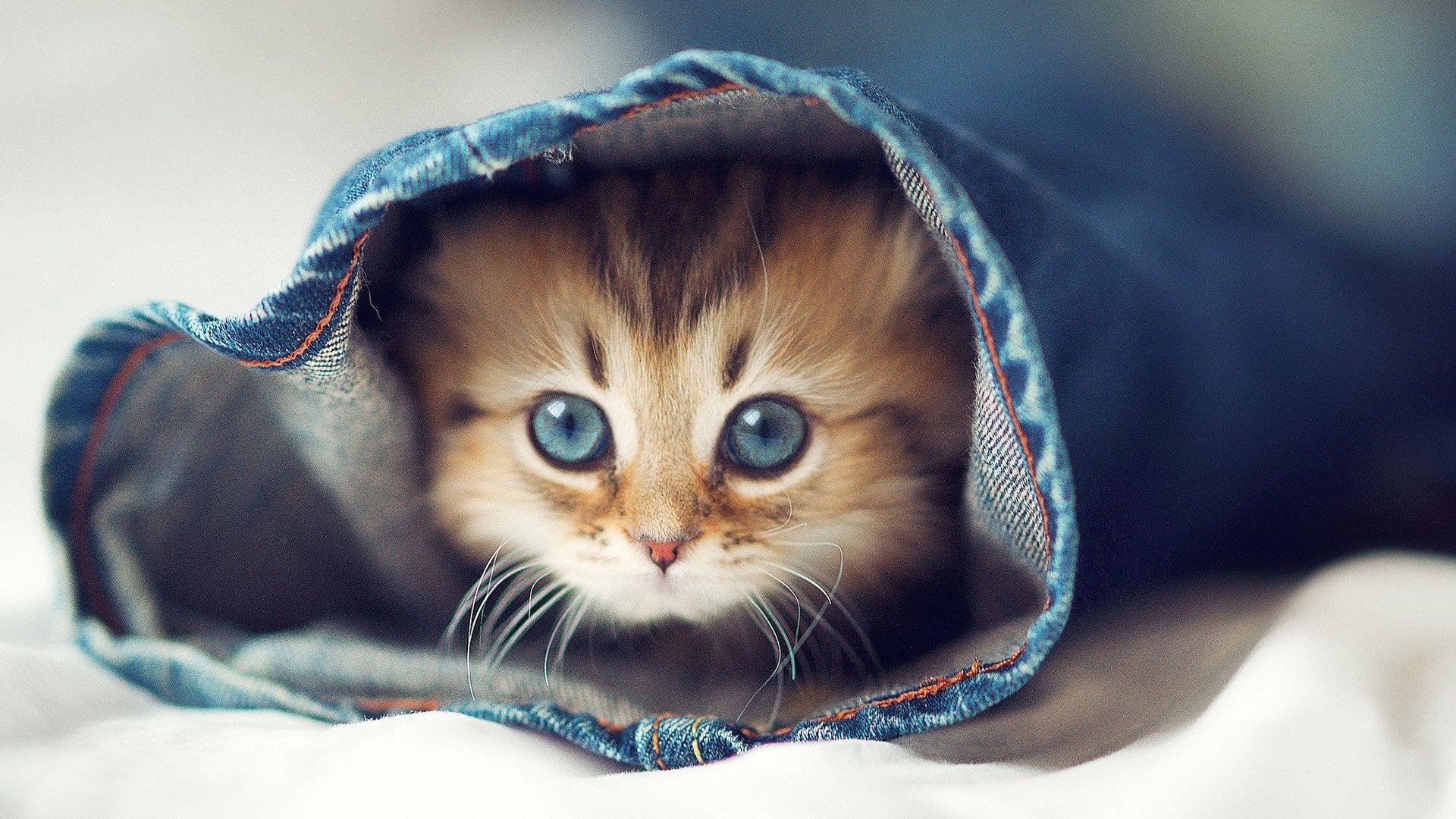 Cute Kitty Wallpapers.jpg