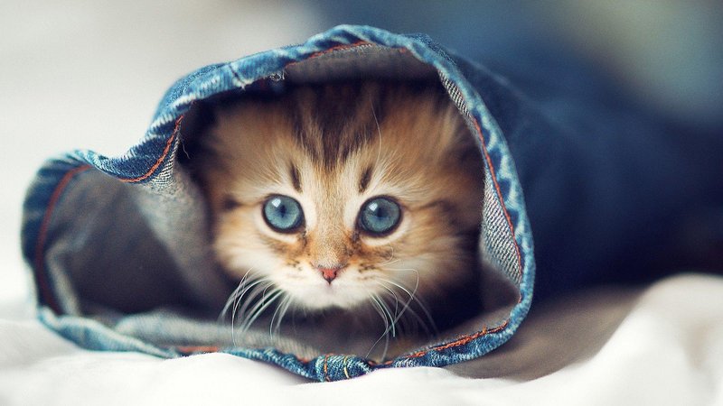Cute Kitty