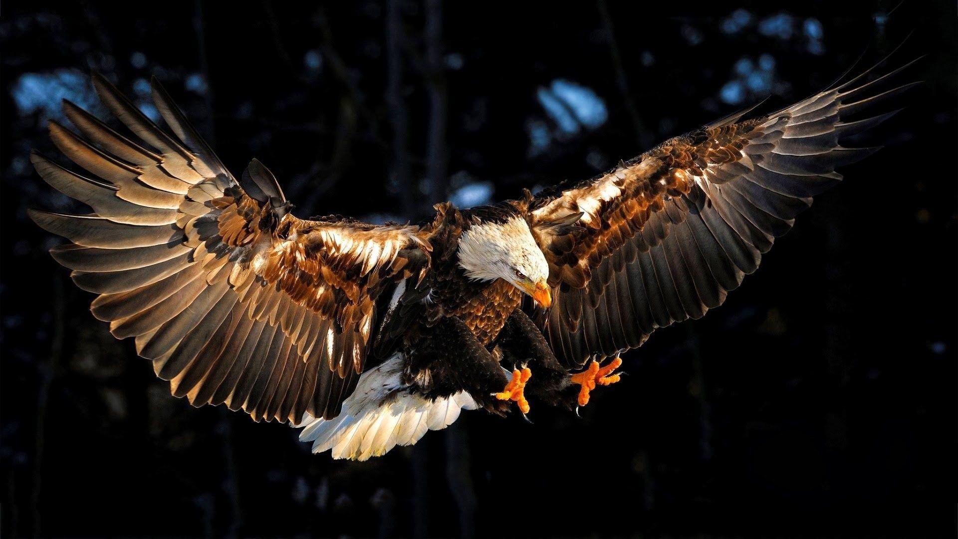 Cool Eagle Wallpaper.jpg