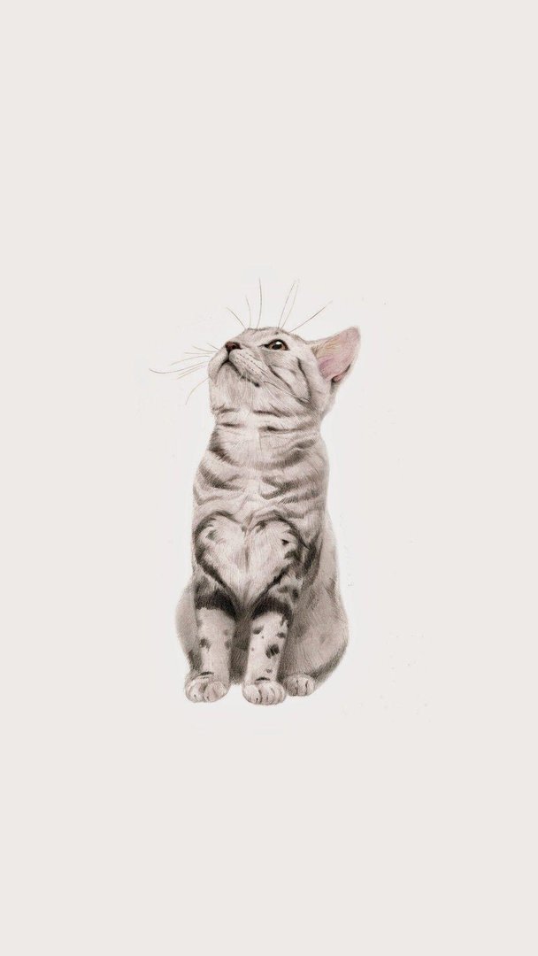 Cat iPhone Wallpapers.jpg