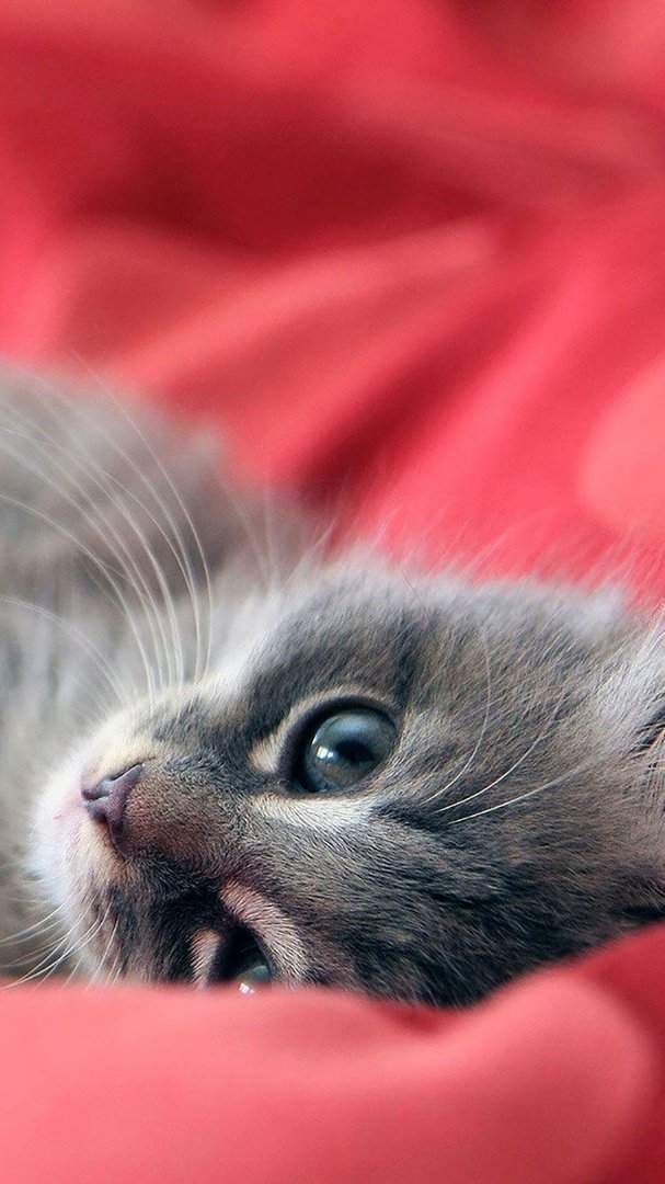 Cat iPhone Pictures.jpg