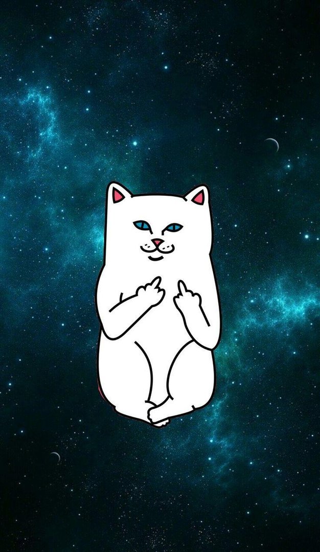 Cat iPhone Picture.jpg