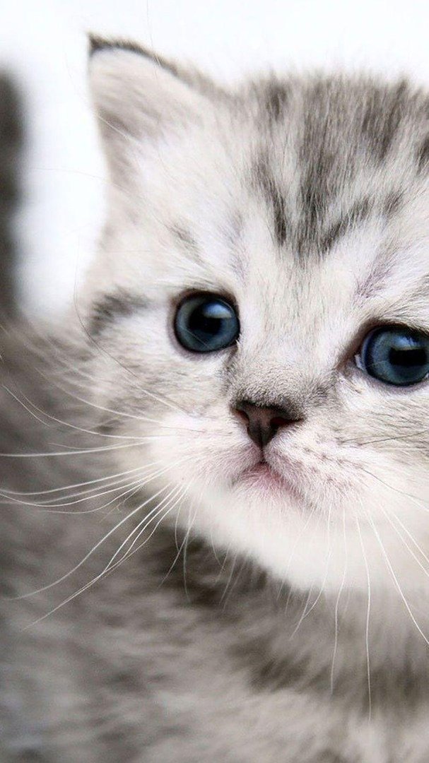 Cat iPhone Wallpaper.jpg