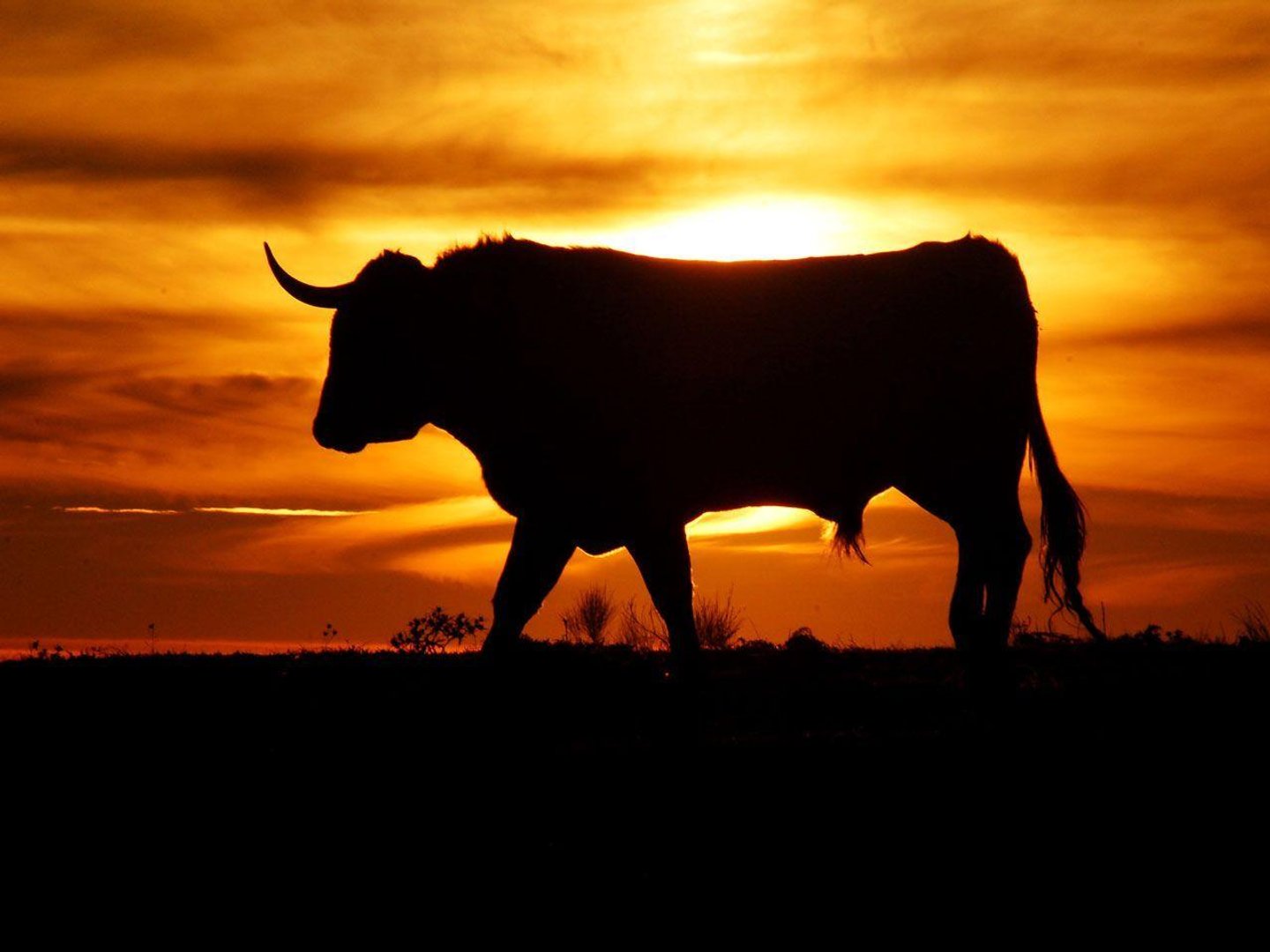 Bull Image.jpg