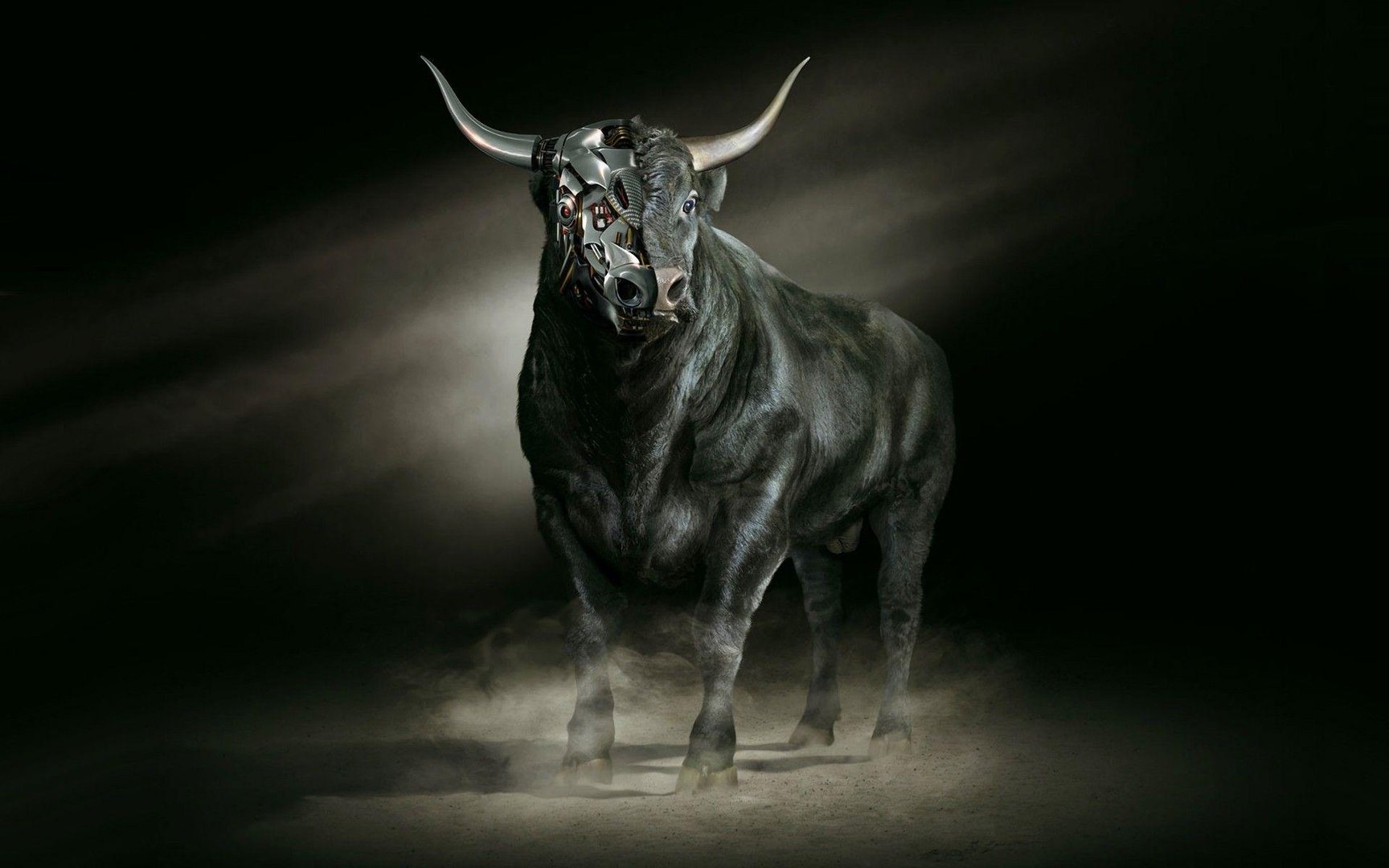 Bull Pictures.jpg