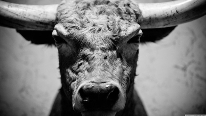 Bull