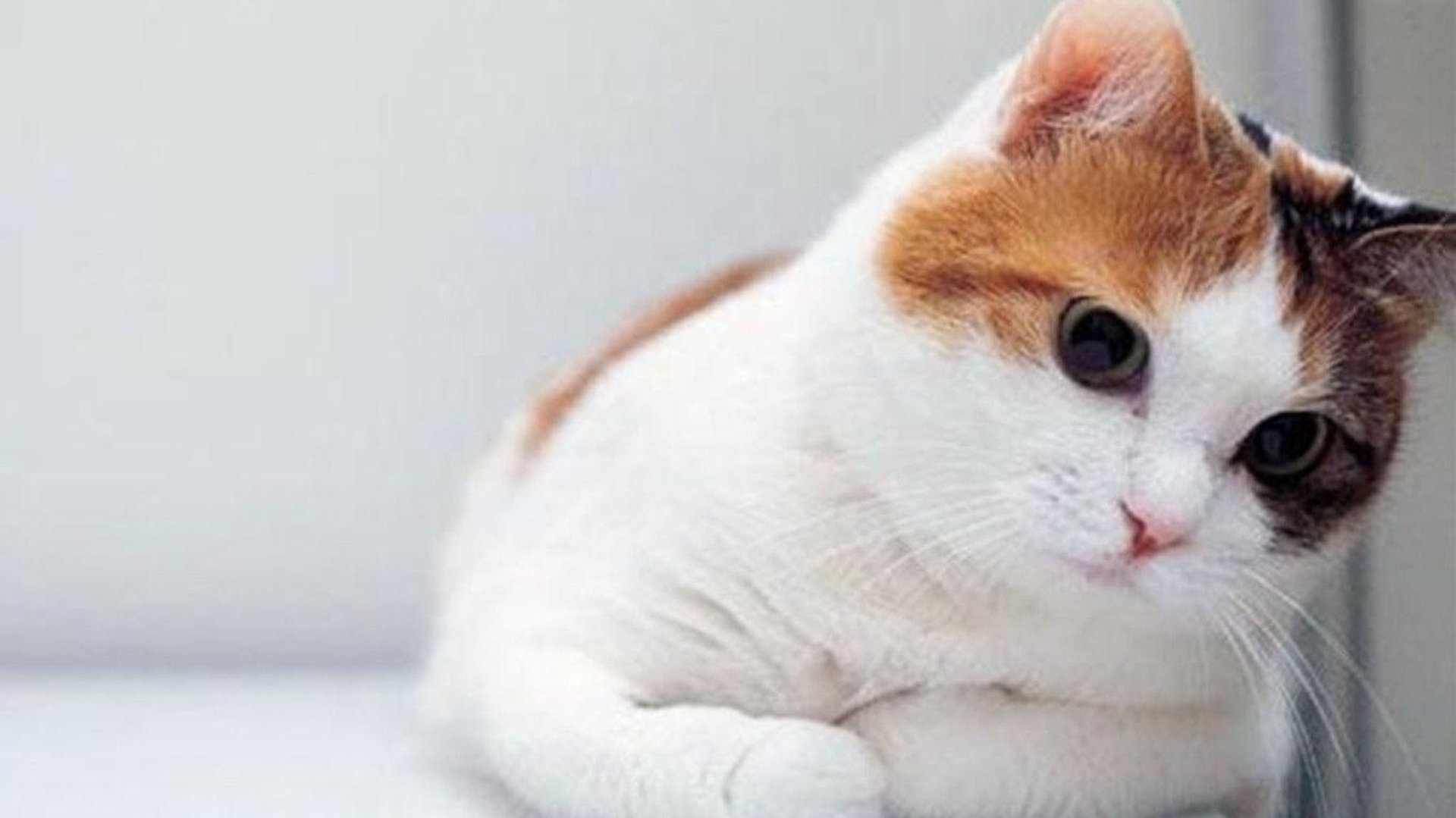 Cat Desktop Image.jpg