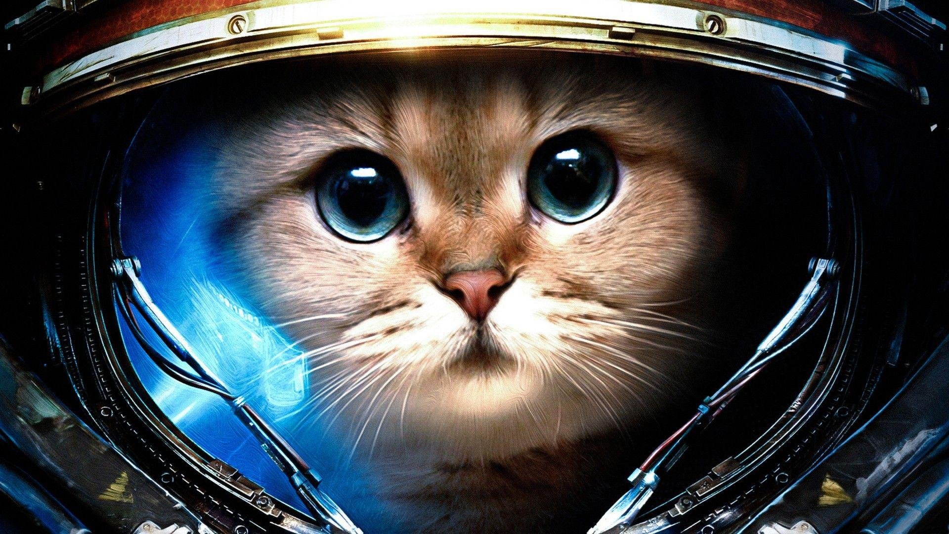 Cat Desktop Wallpaper.jpg
