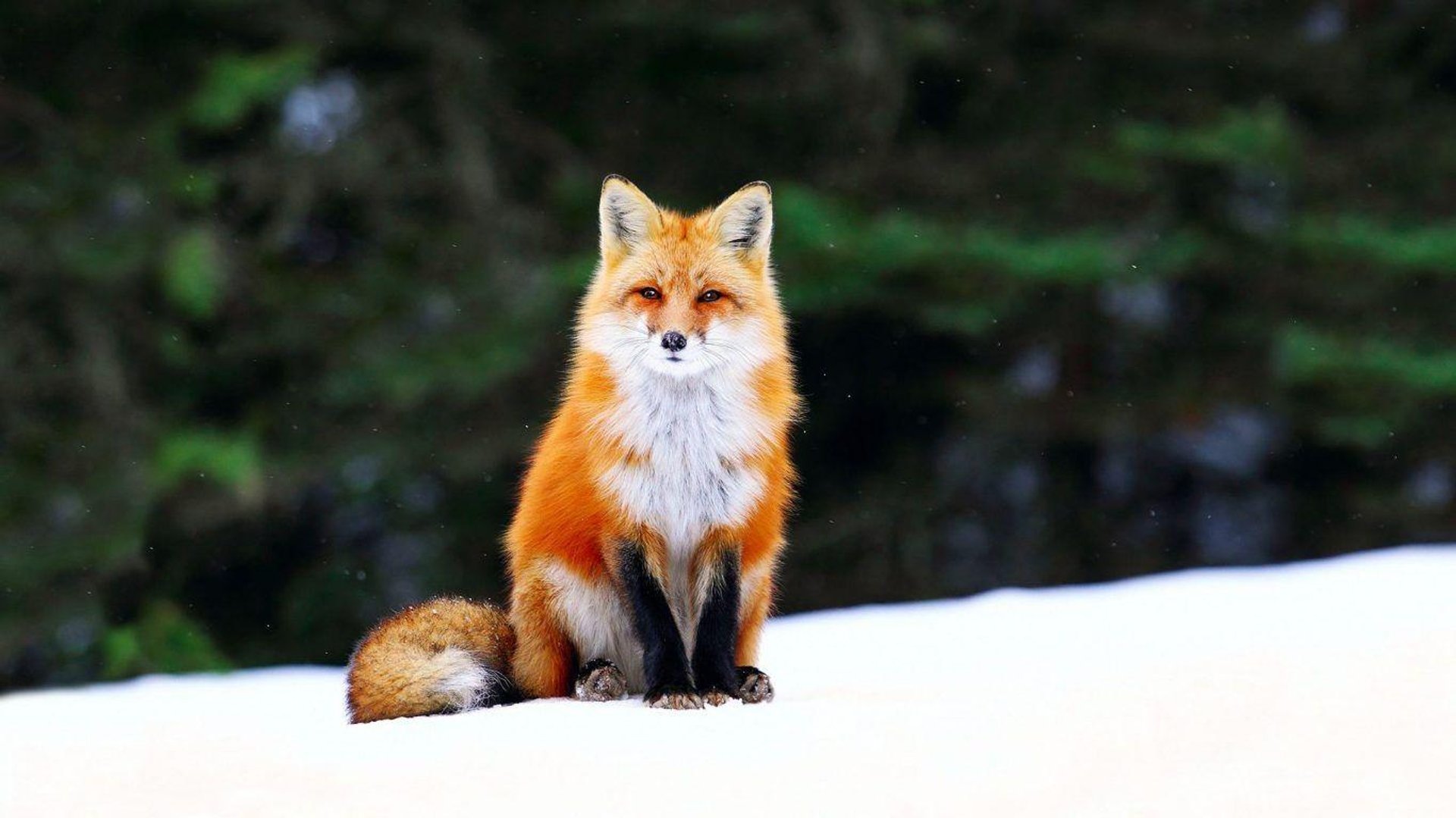 Cute Fox Images.jpg