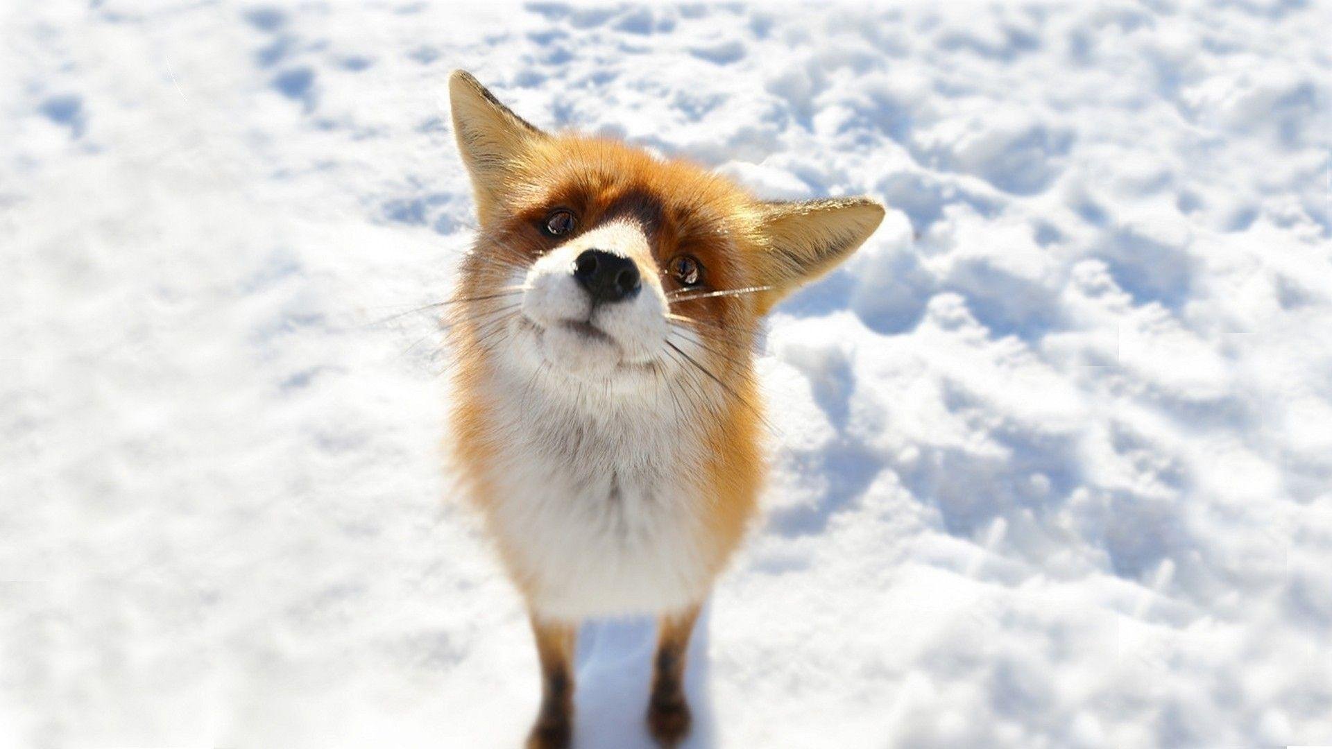 Cute Fox Wallpapers.jpg