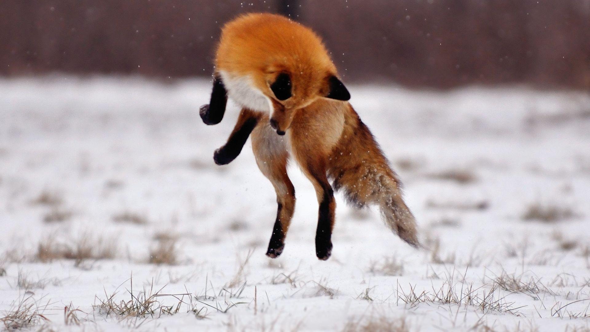 Cute Fox Picture.jpg