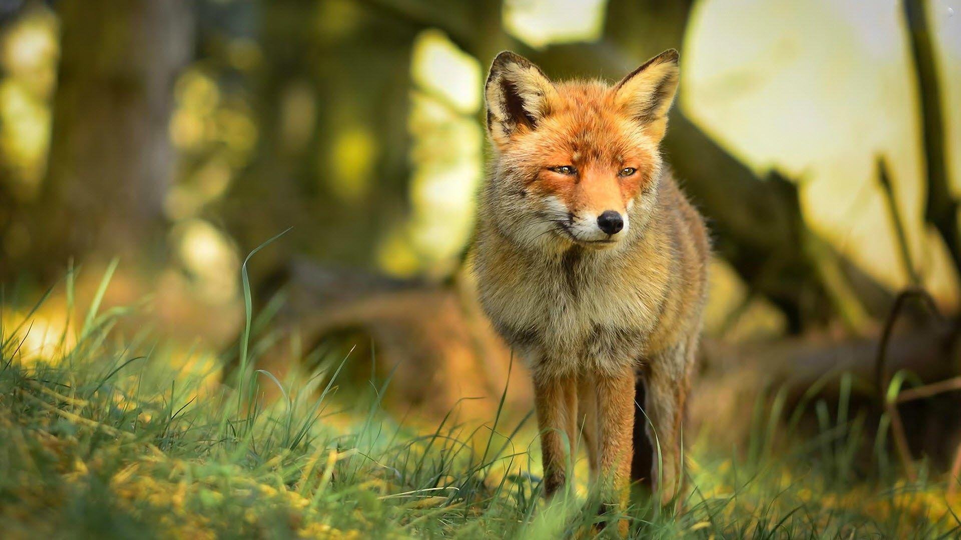 Cute Fox Image.jpg