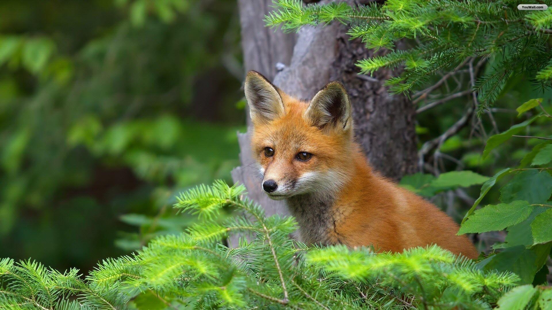Cute Fox Pictures.jpg