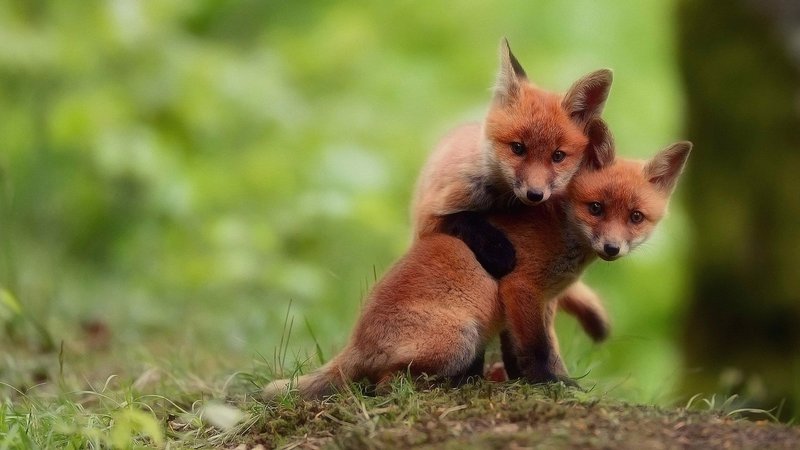 Cute Fox