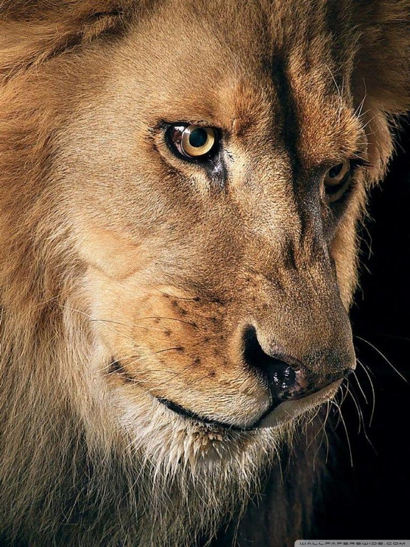 4K Ultra HD Lions Images.jpg