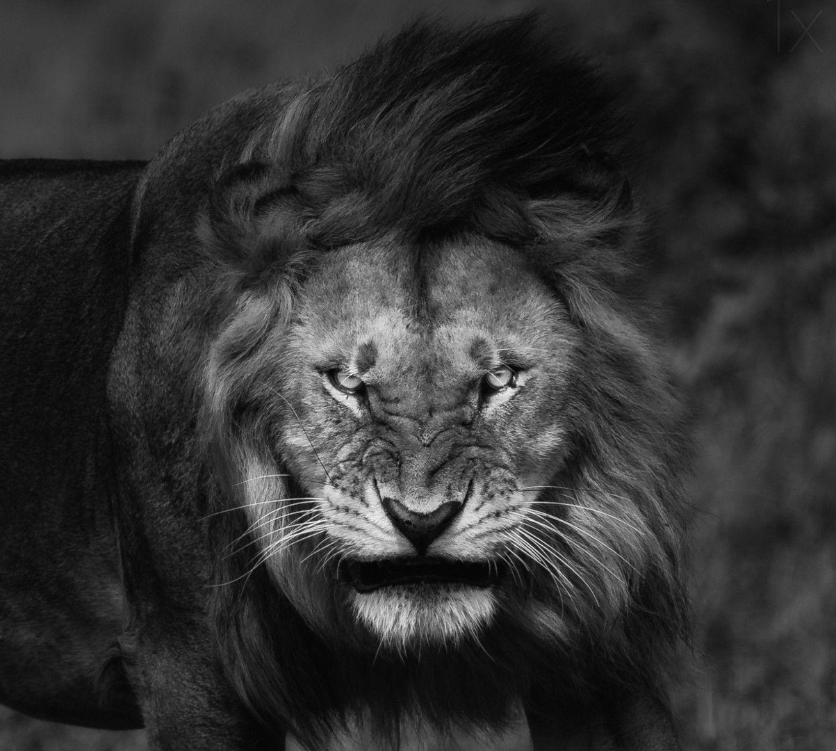 4K Ultra HD Lions Picture.jpg