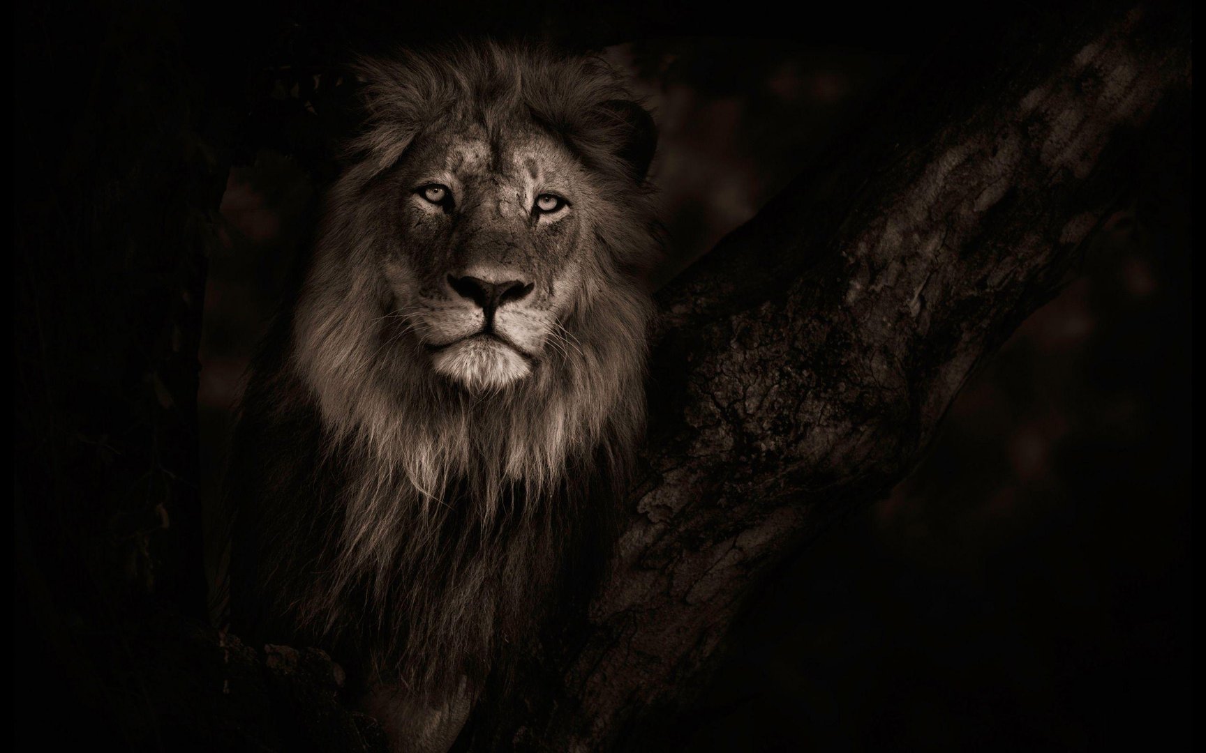 4K Ultra HD Lions Image.jpg