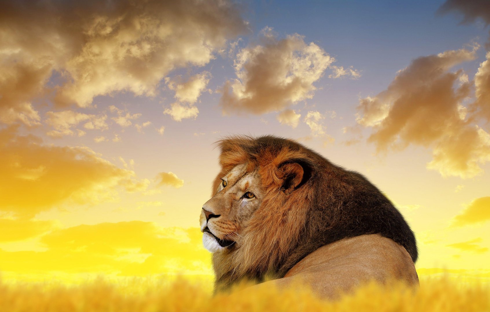 4K Ultra HD Lions Wallpaper.jpg