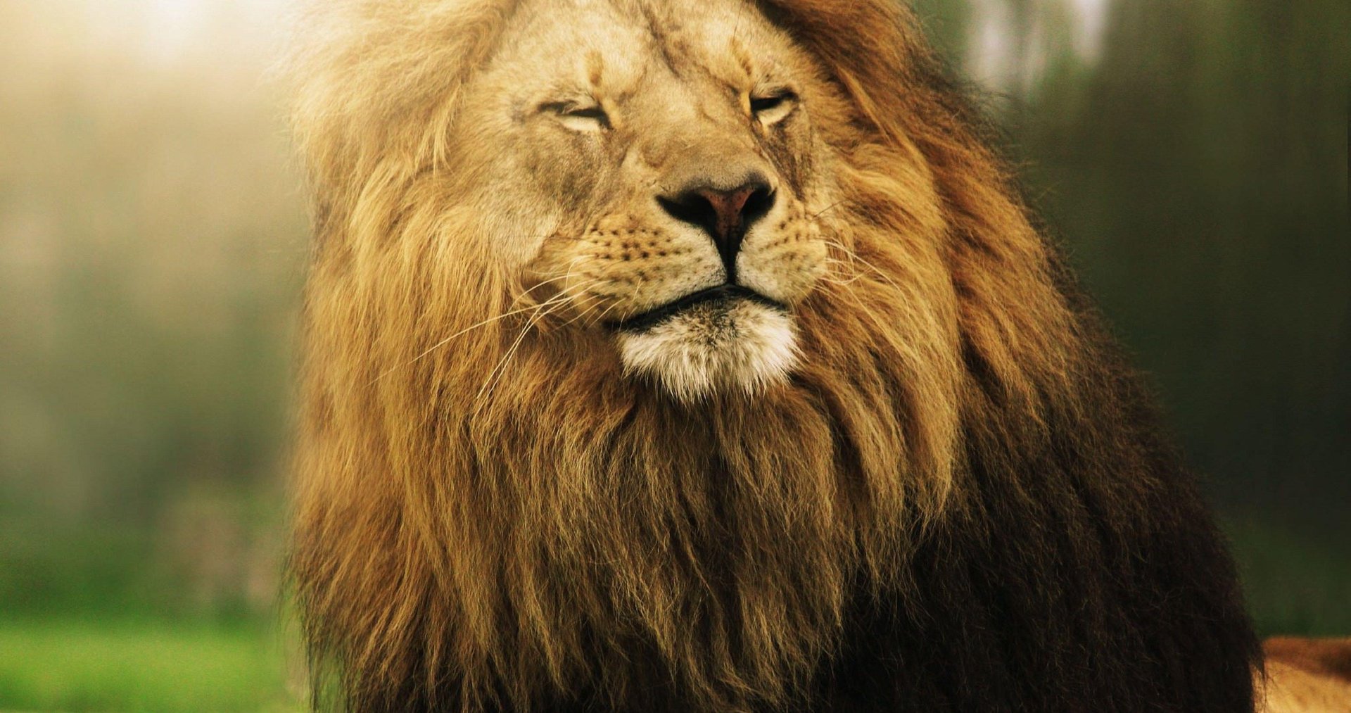 4K Ultra HD Lions Pictures.jpg