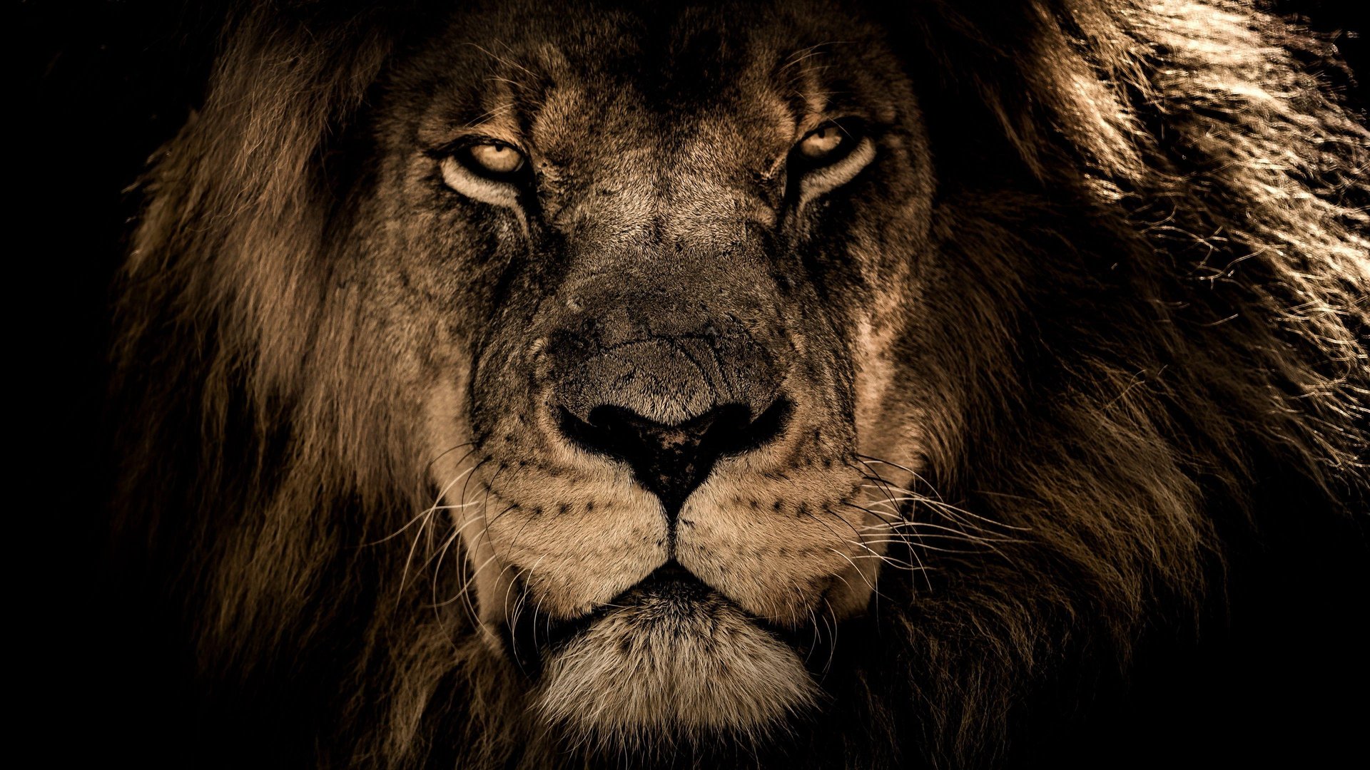 4K Ultra HD Lions Wallpapers.jpg