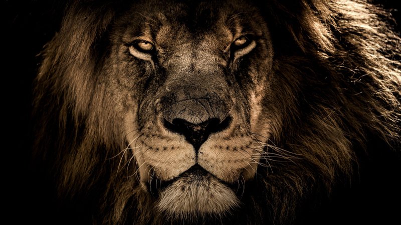 4K Ultra HD Lions