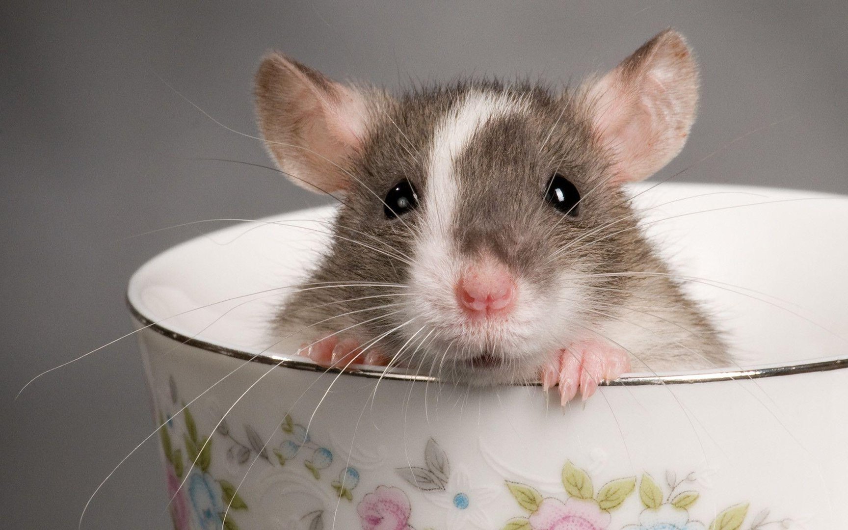 Rat Wallpapers.jpg