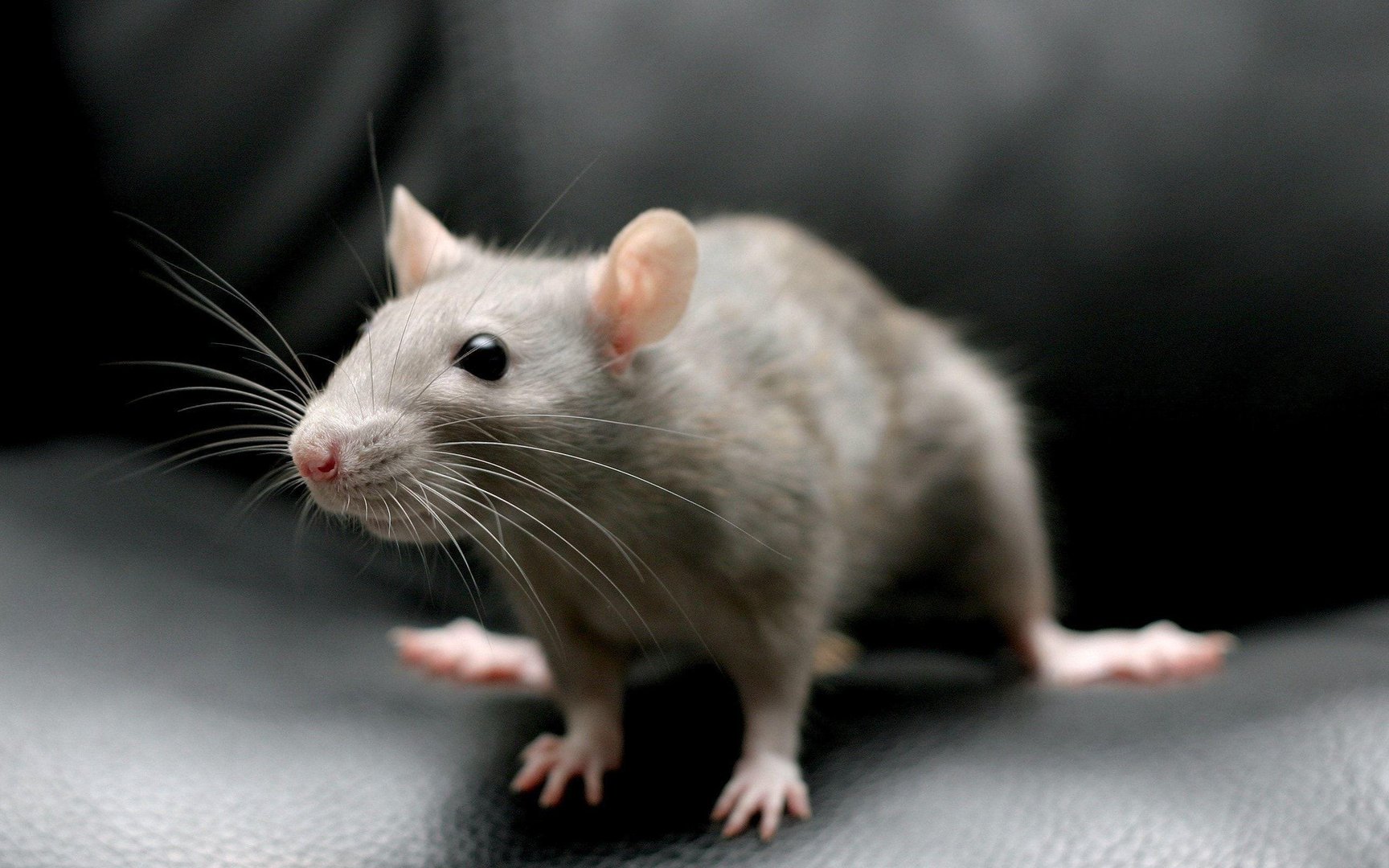 Rat Wallpaper.jpg