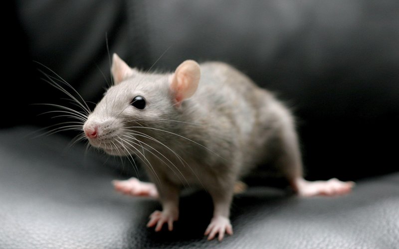 Rat