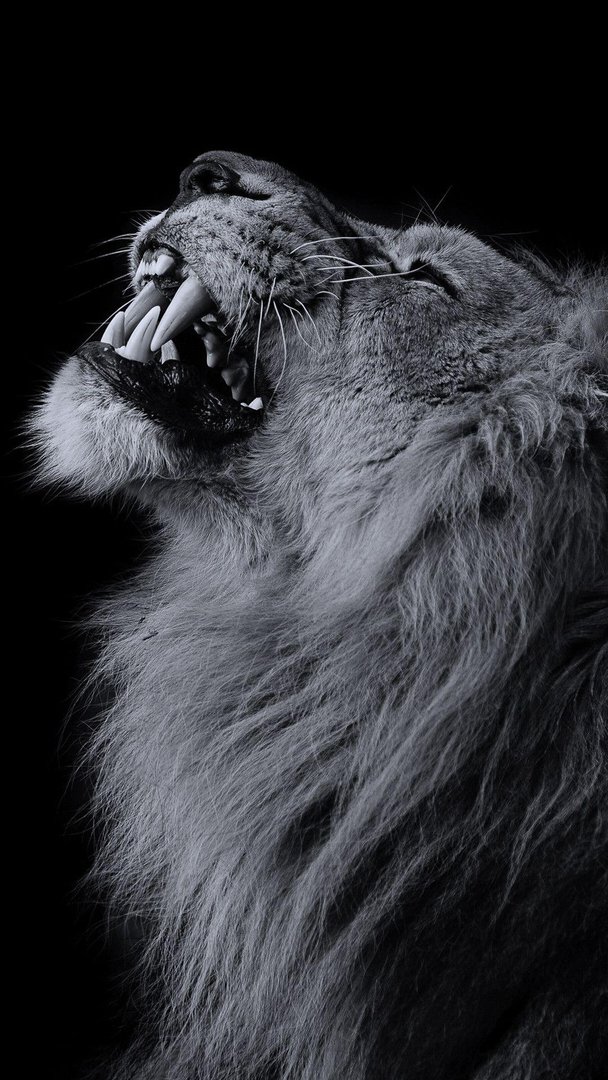 Lion iPhone Wallpapers.jpg