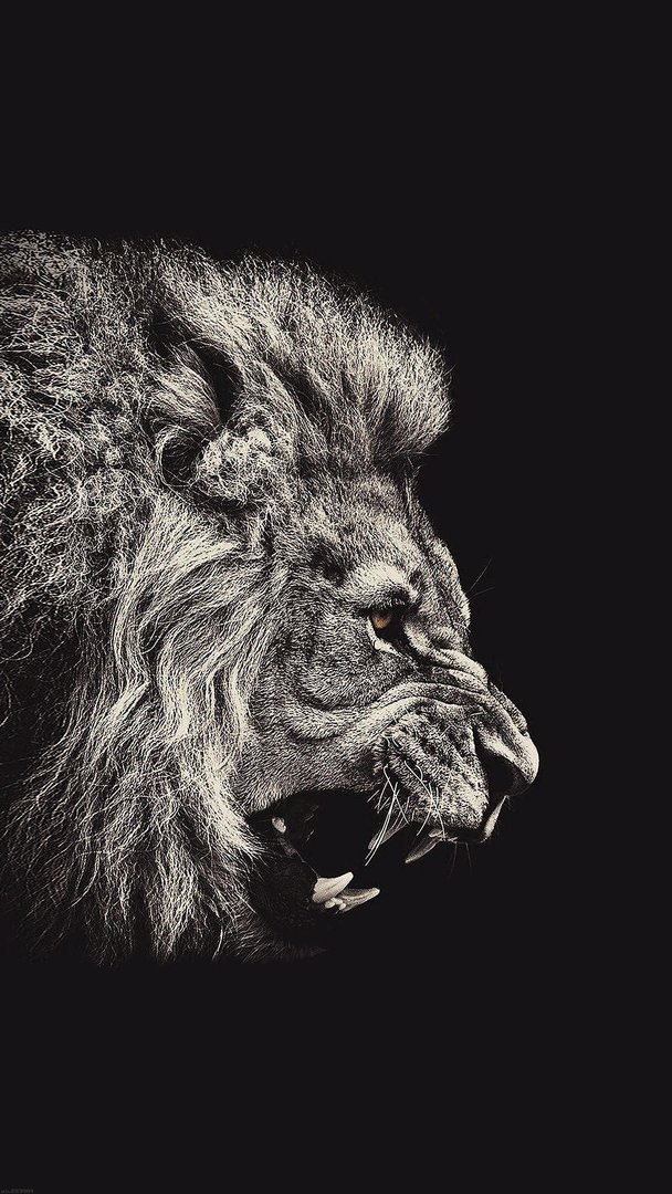 Lion iPhone Pictures.jpg