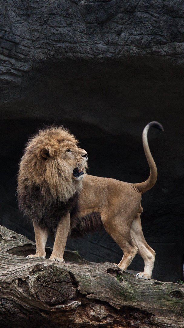 Lion iPhone Wallpaper.jpg